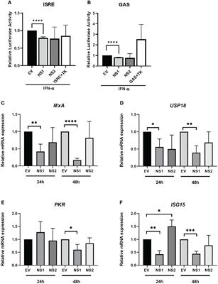 Respiratory syncytial virus NS1 inhibits anti-viral Interferon-α-induced JAK/STAT signaling, by limiting the nuclear translocation of STAT1